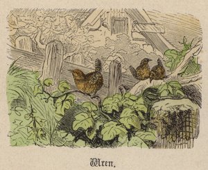 Scricciolo (incisione colorata)