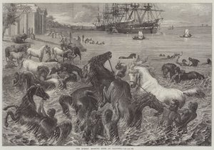 Il bagno mattutino dei cavalli a Calcutta