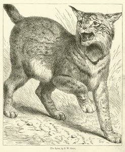 La lince da Friedrich Wilhelm Keyl
