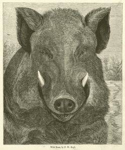 Cinghiale