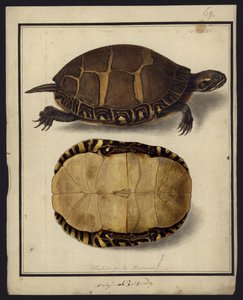 Chrysemys picta, prima del 1792 da Friedrich Wilhelm Wunder