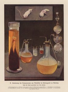 Ottenimento del siero antitetanico dal sangue di cavallo, Marburgo, Germania da Fritz Gehrke
