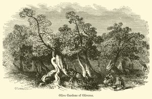 Giardini di ulivi di Oliveras da G. F. Sargent