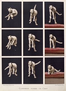 Come cade un gatto, da Les Dernieres Merveilles de la Science di Daniel Bellet