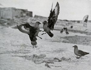 Gabbiani Skua che lottano per un pezzo di grasso, 1911, 1913