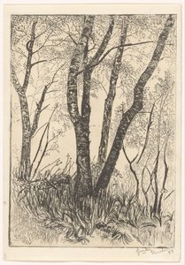 Alberi nell