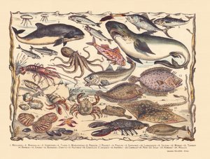 Pagina 16: Meduse, focena, aringa, tonno, sgombro, squalo, cefalo, polpo, sardine, aragosta, seppia, merluzzo, rombo, barba, granchio, eremita Bernard, ostriche, capesante, asteria, piastrella, razza, sogliola, aragosta, cozze