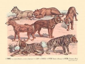 Pagina 13: Puma o leoni argentati o leoni americani, lupo, sciacallo, iena striata africana, iena asiatica