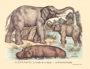 Pagina 7: Elefanti: la toilette della famiglia di ippopotami