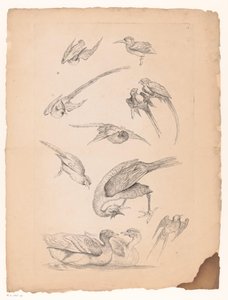 Undici uccelli cinesi, tra cui anatre e pappagalli da Gabriel Huquier (attributed to)