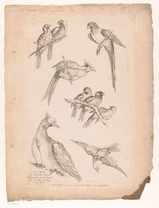 Nove uccelli cinesi da Gabriel Huquier (attributed to)