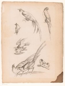 Nove uccelli cinesi da Gabriel Huquier (attributed to)