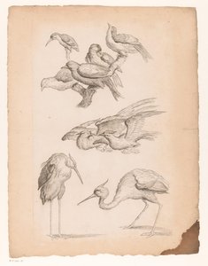 Nove uccelli cinesi, tra cui aironi e un martin pescatore (Verschillende Chinese vogels, Livre des differentes espèces d
