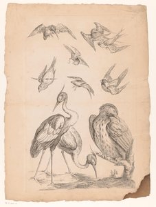 Dieci uccelli cinesi, tra cui due aironi e un martin pescatore da Gabriel Huquier (attributed to)