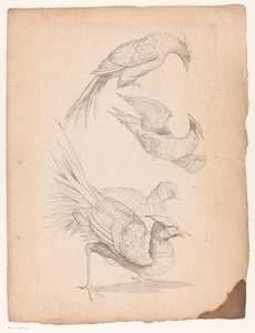 Quattro uccelli cinesi, forse uccelli del paradiso da Gabriel Huquier (attributed to)