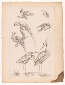 Sette uccelli cinesi, tra cui aironi e pappagalli (Diversi uccelli cinesi) da Gabriel Huquier (attributed to)