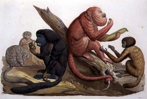 Scimmie del Sud America (litografia a colori) da Gallo Gallina