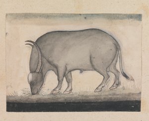 Bufalo d