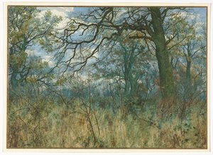 Alberi e Sottobosco