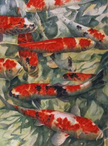 Carpa Koi