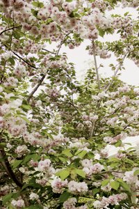 Fiori di ciliegio in primavera da Gemma Bardot