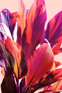 Foglie tropicali dai colori vivaci da Gemma Bardot
