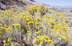 Fiore giallo del deserto da Gemma Bardot