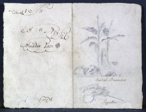 Alberi di banane