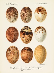 Oologia universalis palearctica da Georg Albert Julius Krause
