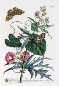 1. Abutilon, 2. Convolvulus, incisione colorata a mano