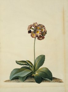 Una Primula Rosa Variegata