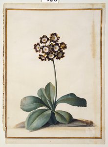 Una auricola variegata viola da Georg Dionysius Ehret