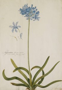 Agapanto da Georg Dionysius Ehret