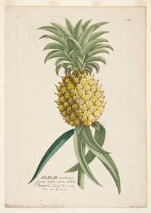 Ananas sativus, Ananas, c. 1740-1770