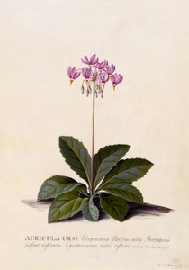 Aricula ursi, Stella Cadente, c.1744 (incisione colorata a mano)