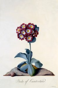 Auricola Duca di Cumberland, c. 1743 incisione colorata a mano
