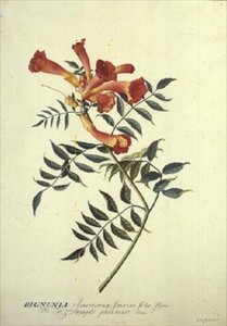 Bignonia americana, acquerello da Georg Dionysius Ehret