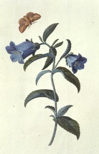 Campanula da Georg Dionysius Ehret