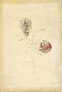 Garofani da Georg Dionysius Ehret