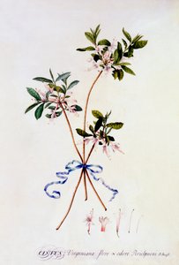 Cistus Virginiana, c. 1743 incisione colorata a mano da "Georg Dionysius Ehret