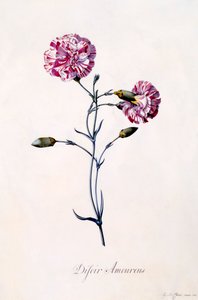 Difor Amourius Garofano, c. 1745 incisione colorata a mano