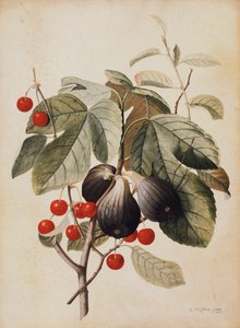 Fichi e ciliegie, 1747 da Georg Dionysius Ehret