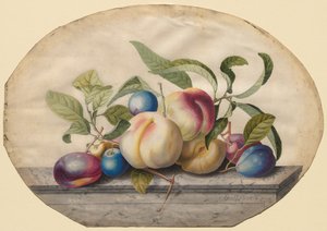 Composizione di frutta: Pesche e prugne su una lastra di marmo, 1742 da Georg Dionysius Ehret