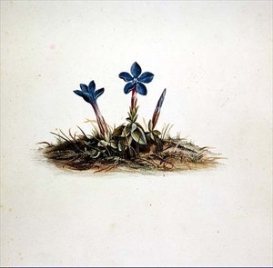Genziana da Georg Dionysius Ehret