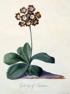 Gloria di Chilton (incisione colorata a mano)