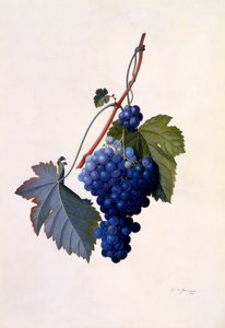 Uva
