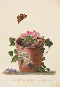 Hepatica trifolia (Nobilis), 1745 da Georg Dionysius Ehret