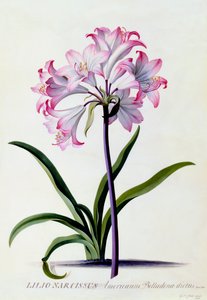 Lilio Narciso