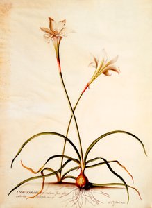 Lilio Narcissus da "Georg Dionysius Ehret