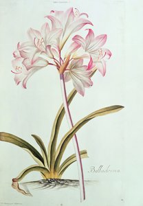 Giglio: Lilium belladonna, (pl.12) da Trew